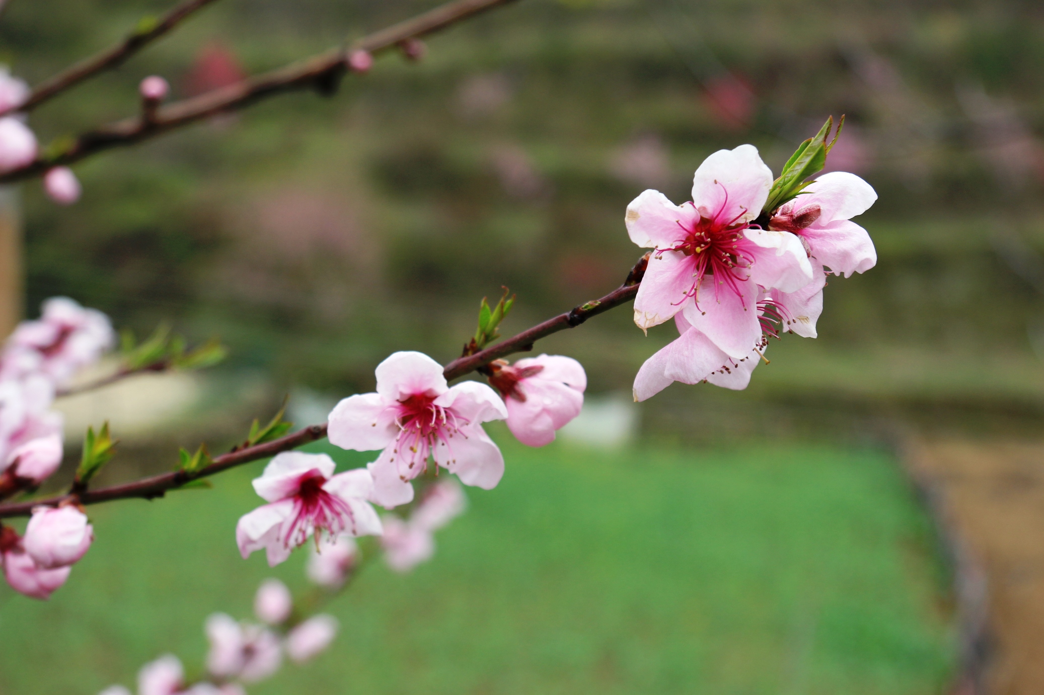 ����ɽ��